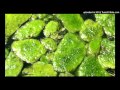 kilowatts - 08 - algae (talve remix)