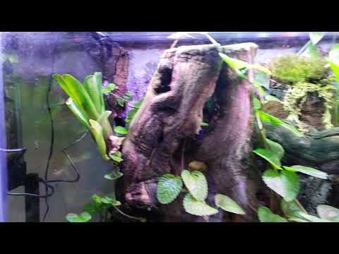 Dart Frog tank 5 month update!