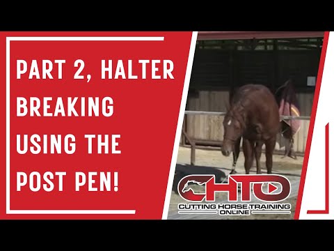 Part 2, Halter Breaking Using The Post Pen!