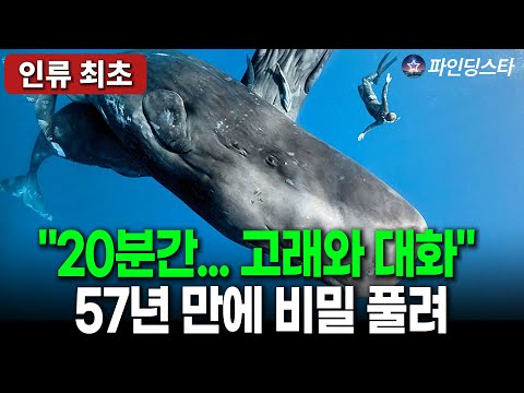 AI가 밝혀낸 충격적 사실: 고래는 언어를 사용하고 있었습니다 | 프로젝트 세티(Project CETI)