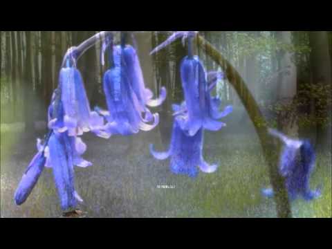 David Wahler - Hyacinthus (HQ)