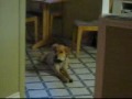 Max Hears The Phone Ringing