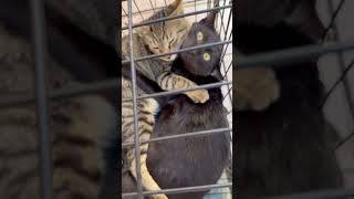 Download lagu Wow mengmeng ang sweet nyo nman … mp3