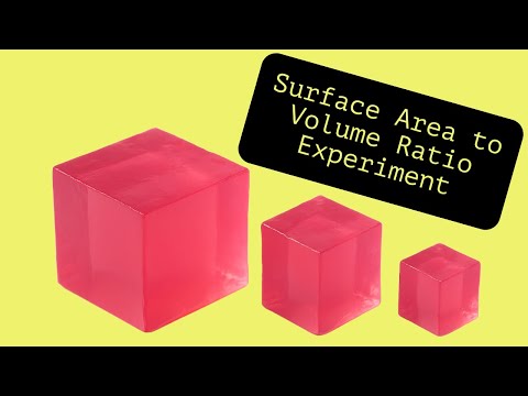 Surface Area to Volume Ratio Diffusion Practical with Agar