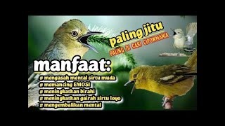 Download lagu Sirtu gacor untuk pancingan, dan merangsang sirtu bahan agar lebih cepat bunyi dan gacor mp3