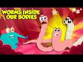 Terrifying Parasites Inside The Human Body Tapeworms Hookworm Roundworm More Dr Binocs Show