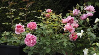 An early morning in my garden - August 2022 (Roses, Lilies and Gladiolus )