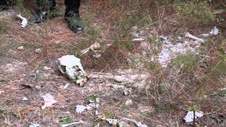 Halloween at the Devil's Tramping Ground - Supernatural Worldview DVD