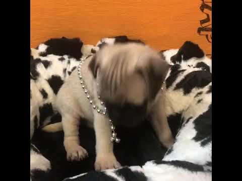 Hei Hei Cute Pug for sale Bayside Flushing Queens
