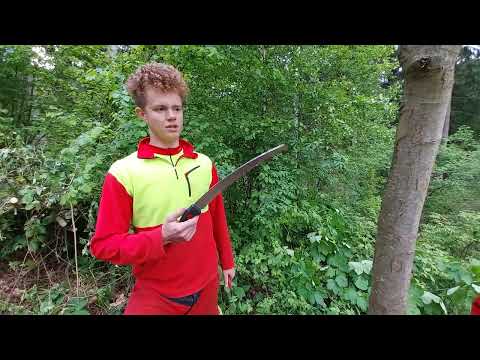 Baumpfleger mit Weitblick