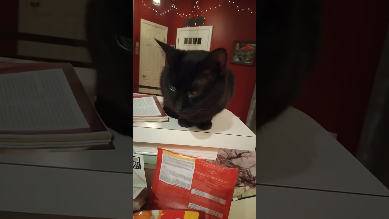 Enlarge Axel, an adoptable Domestic Short Hair in Nashville, TN video 5/6