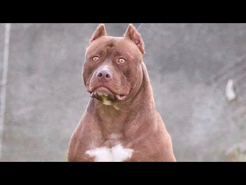 A RAINHA 👑 DO CANIL CRUZOU…🔥🔥🔥