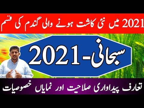 Introduction of wheat variety Subhani-2021 | New emerging wheat variety | Best Wheat Variety 2021
