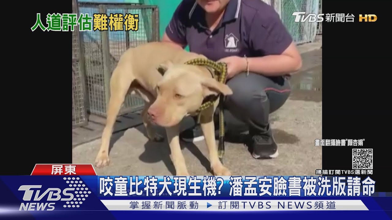 網友為咬童比特犬「請命」 潘孟安:媒合認養別再洗版