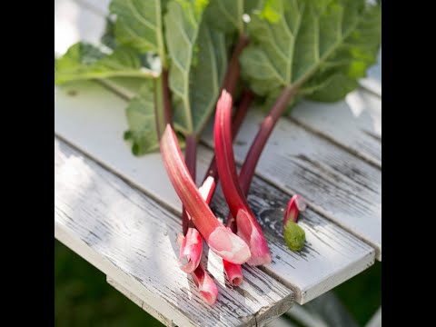 Rhubarb Leaves: What You Need to Know About Poisonous Plants