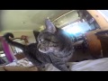 Ishtar Kiss Cute Kitty Cat Kissing Jojo S GoPro