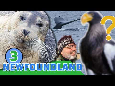 UNEXPECTED! Steller's "SEE"-Eagle? or "NOT-See" Eagle? Birding Newfoundland Winter Ep.3