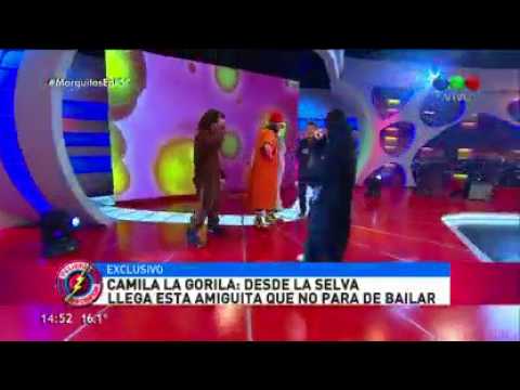 Mirá como Camila la gorila baila disco selva - Peligro Sin Codificar 2017