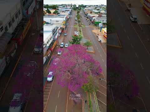 Ipê florido na Avenida Tupãssi em Assis Chateaubriand | PR