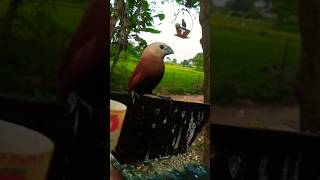 Download lagu Anakan BURUNG EMPRIT KAJI JANTAN Jinak GACOR 🐦🦅🕊🦆 mp3 Download lagu Anakan BURUNG EMPRIT KAJI JANTAN Jinak GACOR 🐦🦅🕊🦆 mp3