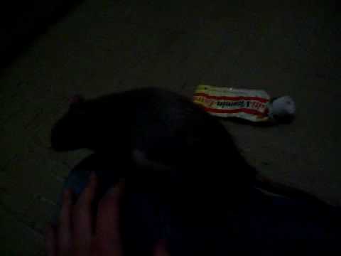 Integration von Mucki