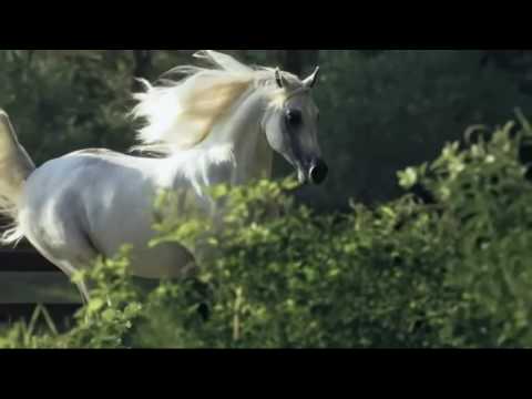 Stim Axel - Сначала (Replay Remix) (С лошадями)