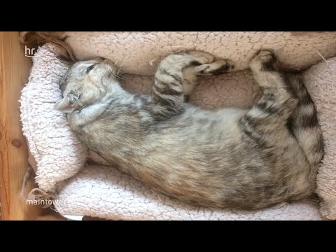 Katze mit Kopfschuss getötet | maintower