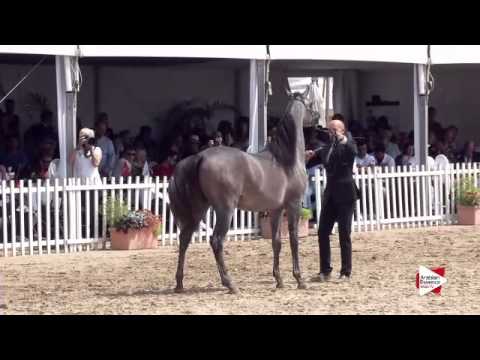 N.97 RAOUD ALBIDAYER - Menton 2015 - Yearling Colts 1 year old (Class 6B)