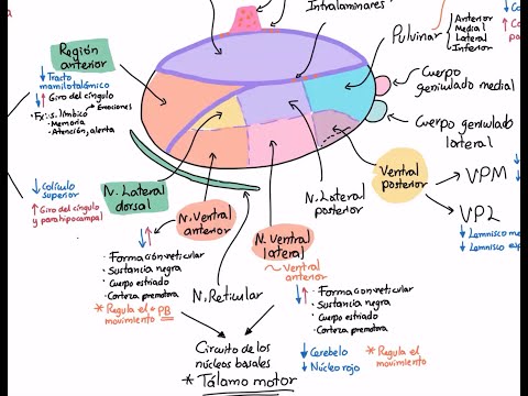 Neuroanatomía: Repaso de Diencéfalo. Parte 1. Epitálamo y tálamo