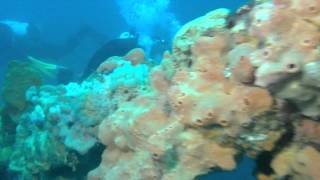 preview picture of video 'Diving Cathederal Reef and The Links 4 Feb 2012'