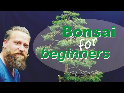 nächster Gestaltungsschritt meiner Picea