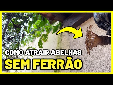 COMO FAZER ISCAS para abelhas SEM FERRÃO