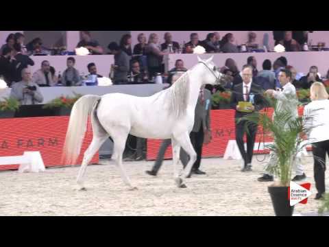 N.49 HEILA J - Paris 2015 - 4+ year old mares (Class CM3 A)