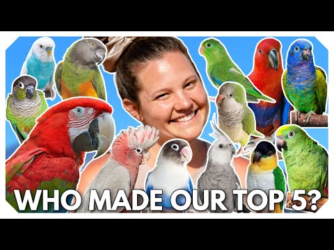 Top 5 Starter Birds | Top 5 BEST First Birds For Families