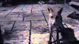 Renard, qui vole un oeuf vole .....3 oeufs