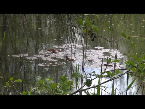 Dagdromen in Het Broek te Blaasveld 2015-04