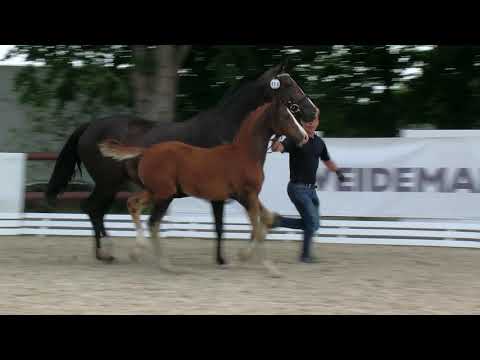 Herfeld, Sir Donnerhall-Roadster-Don Schufro