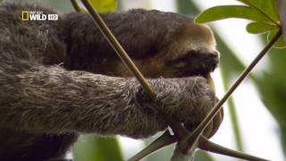 Фильм о дикой природе Амазонки - Видео онлайн