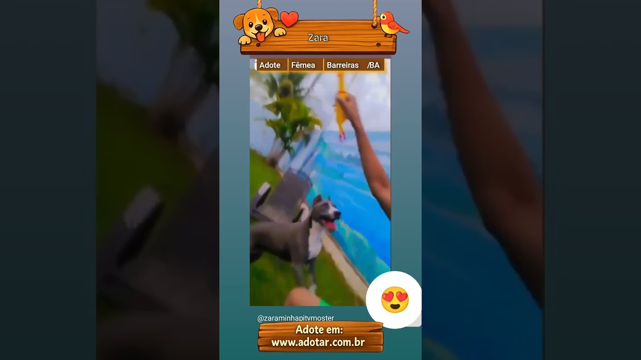 Cachorro raça Pit-Bull idade 3 anos nome Zara 