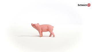 Schleich Prasátko
