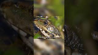 カエル――「死んで」も生き返る生き物？【第4部】 #動物好き #animals #特有種