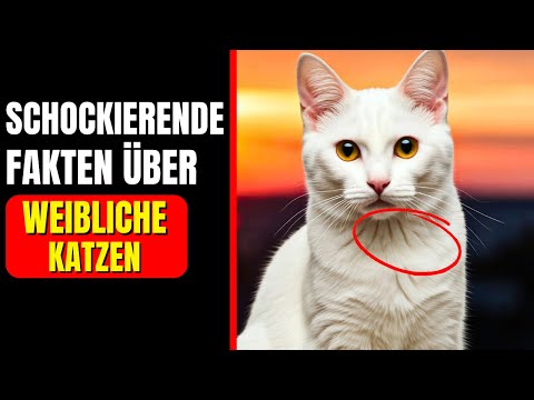 11 schockierende Fakten, die Sie über weibliche Katzen nicht wussten