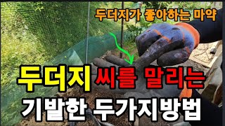 두더지! 이거 놓으면 싸그리! 씨까지 말립니다! #두더지퇴치  #올킬 #다데스 #두더지약 #진딧물퇴치약 #바…