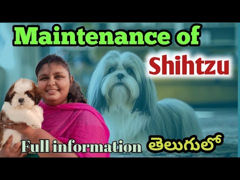 Maintenance of shihtzu in telugu | Shihtzu maintenance | Full information