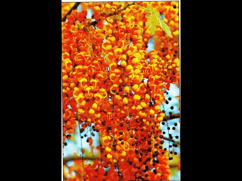 FG  Florecita -  Francisco Montoya