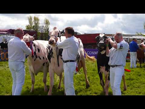 Ayr Show 2018.Holsteins vs Ayrshires.(Group of Four) 4K video