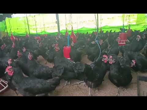 Black Australorp ( Chicks )