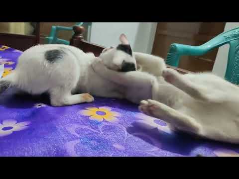 @spookiz @folkstudiobd1 @bdcatinfo4871 #cat_fight #catvedio cat love me baby girl and you