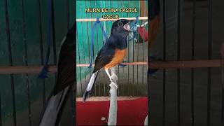 Download lagu Murai betina emosi bongkar materi agar jantan  nyaut#muraibetinaemosi#Shorts mp3