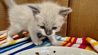 Newborn Rescue Kittens REACT to Real Cat Food For the First Time